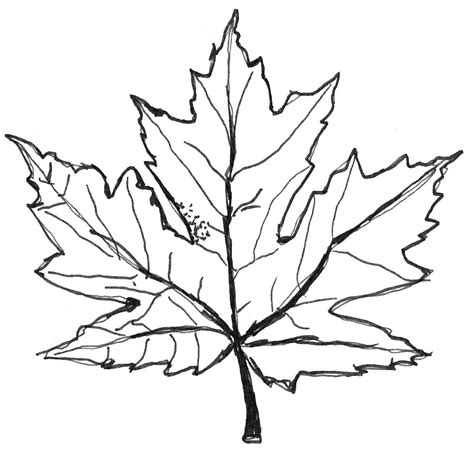 Autumn Leaf Drawing at GetDrawings | Free download