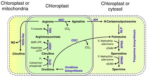 Frontiers | Physiological implications of arginine metabolism in plants ...