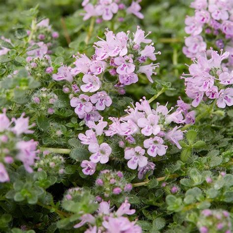 Elfin Creeping Thyme, Thymus serpyllum | American Meadows