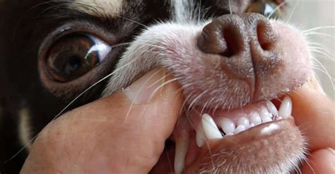 Chihuahua's Teeth: Everything You Need to Know