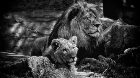 Download Love Black & White Animal Lion 4k Ultra HD Wallpaper