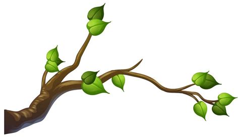 Tree branch on white background 373488 Vector Art at Vecteezy