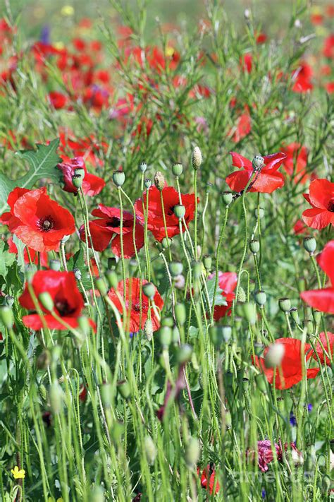 Poppy Flower Nature Background Spring Season Photograph by Goce ...