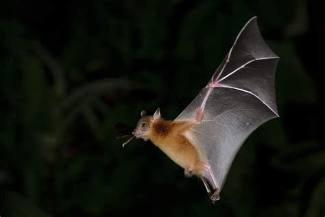 Bat,,Greater,Shortnosed,Fruit,Bat,Flying,At,Night. - Pointe Pest Control: Chicago Exterminator ...