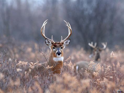 White Tailed Deer Wallpapers - WallpaperSafari