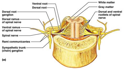 Anatomy Of Spine And Nerves | MedicineBTG.com