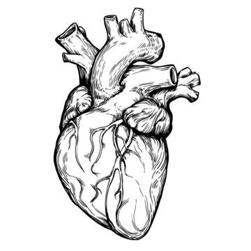 Realistic Heart Drawing Images – Browse 86,439 Stock Photos, Vectors ...