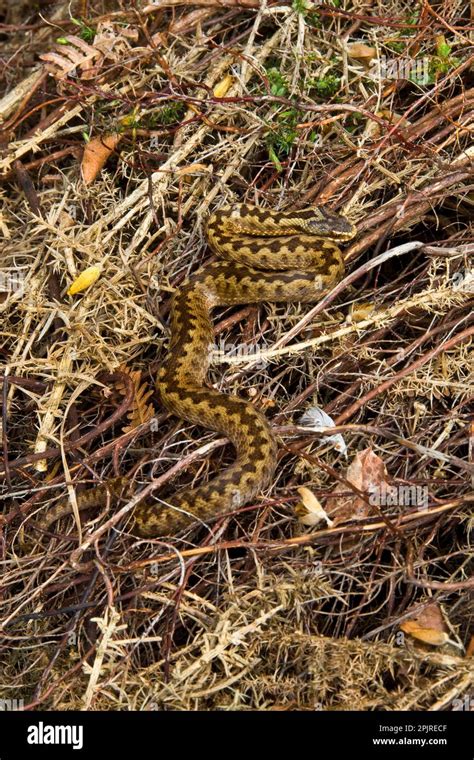 Adder, Adder (Vipera berus), Other animals, venomous, venomous snakes ...