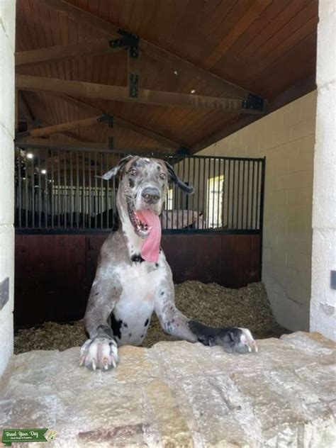 Merle Great Dane - Stud Dog Dallas - Breed Your Dog