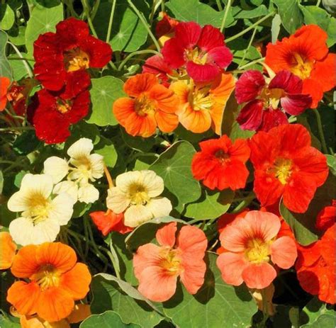 Nasturtium Tom Thumb Mix Many Sizes Herpetology Tortoise | Etsy in 2020 ...