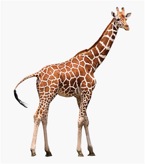 Northern Giraffe Neck Zoo Animal - Girafa Png, Transparent Png - kindpng