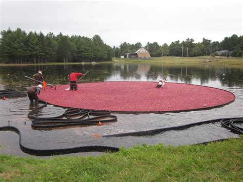 Cranberry Harvest Time in SE Mass | The Foodie Pilgrim