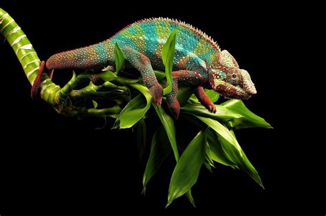 Chameleon Wallpapers - Wallpaper Cave