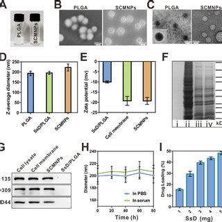 Characterization of nanoparticles. (A) The photographs of PLGA and... | Download Scientific Diagram