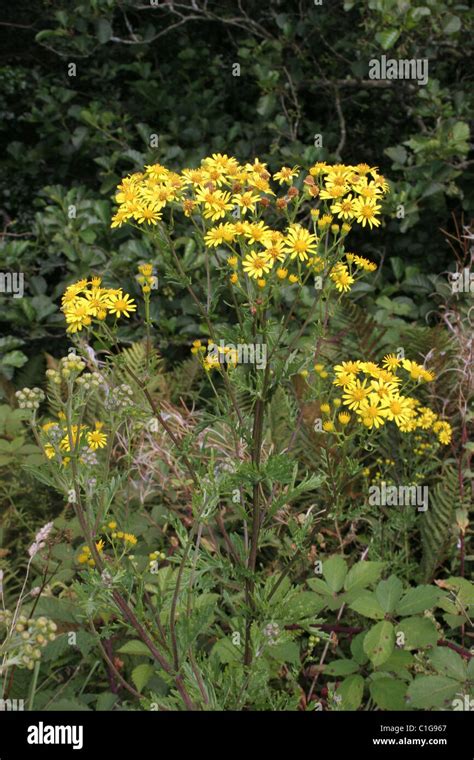 Hoary ragwort (Senecio erucifolius : Asteraceae), Cornwall, UK Stock Photo - Alamy