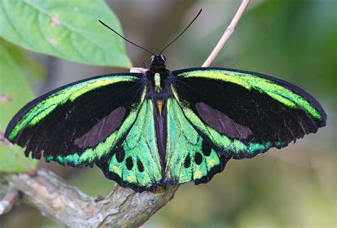 Richmond Birdwing Butterfly | Butterfly photos, Beautiful butterfly pictures, Beautiful butterflies