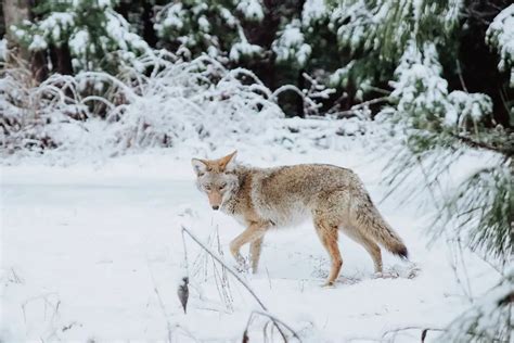 15 Coyote Hunting Tips for Complete Beginners – Gun Tradition