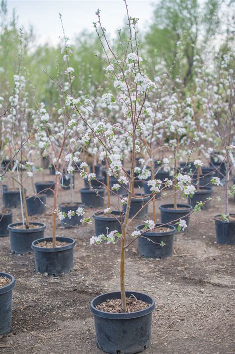 APPLE HONEYCRISP For Sale in Boulder Colorado