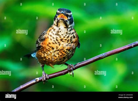 Juvenile American robin up close Stock Photo - Alamy