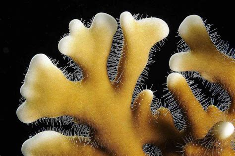 How to Identify Fire Coral and Treat Its Stings