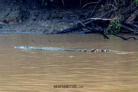 9 Places to Spot Wildlife in Malaysia - Gaya Travel Magazine