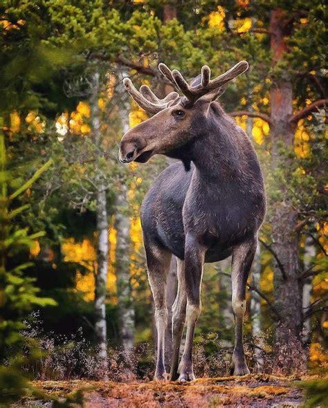 Photographer Captures Enchanting Photos of Finland’s Forest Animals