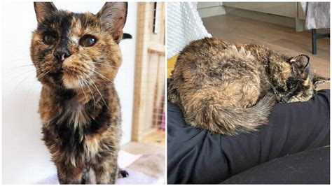 ‘World’s oldest living cat’ outlived two owners and loves naps. Meet ...