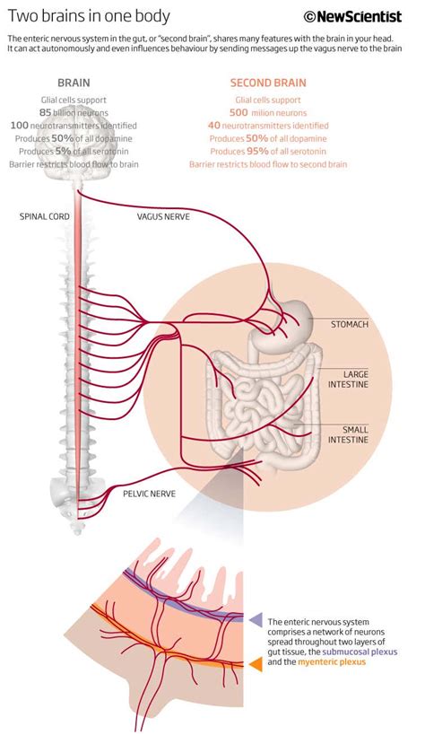 Gut instincts: The secrets of your second brain | New Scientist