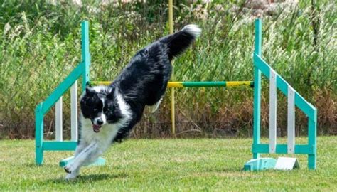 Best Dog Agility Jumps for Official Training (AKC) or Home Exercise