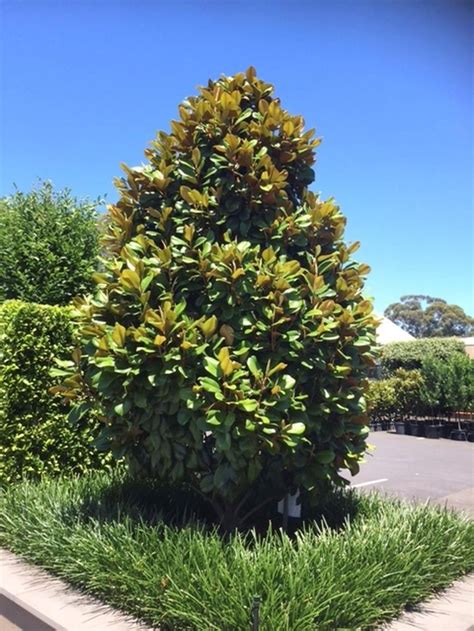 5 fast growing shade trees australia – Artofit