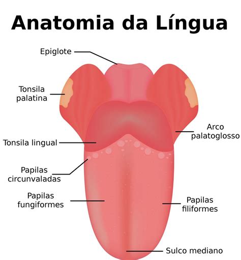 Professora Evelyn: Língua