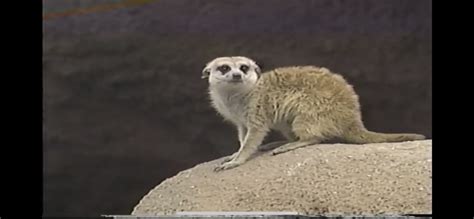 Meerkat ( Zoo Safari Gymboree) May 6 1988 : Zoo Safari Gymboree : Free ...