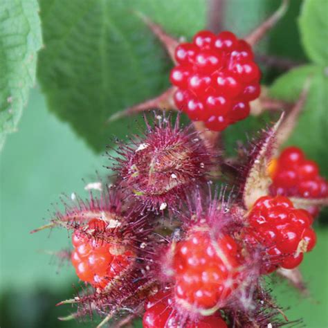 Growing Bramble Fruit - Grit