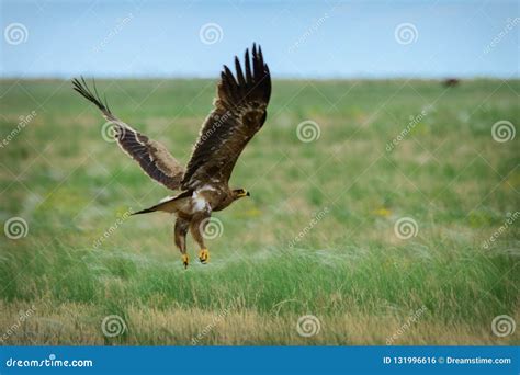 Steppe eagle flying stock photo. Image of russian, wildlife - 131996616