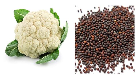 Cauliflower Seed - Greenland Nursery Chennai