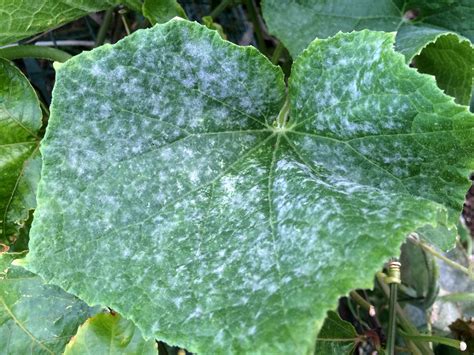 Cucumber | Diseases and Pests, Description, Uses, Propagation