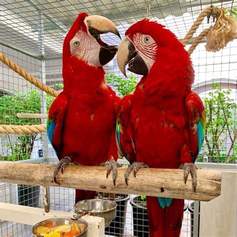 Pair Green Winged Macaw Parrots - All Parrots Fertile Eggs