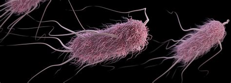 Researchers make their own E. coli genome, compress its genetic code ...