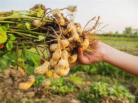 Growing Peanuts in Containers | How to Grow Peanut in Pots