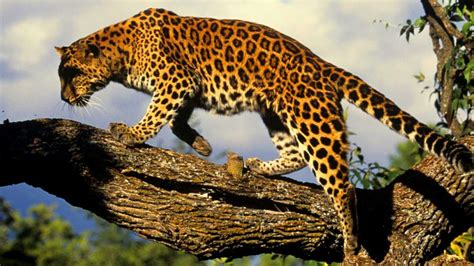 52 Amur Leopard Interesting, Cool Facts and Information - Mammal Age