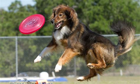 Disc Dog - English Shepherd Club