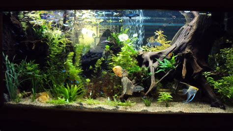 Photo #1 - 200 Gal. Community Tank. Fully Planted Low Light...