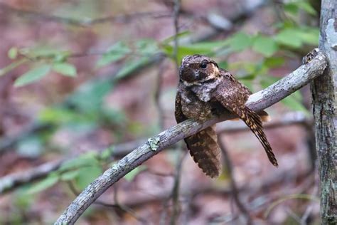 Eastern Whip-poor-will Feigning Injury | Steve Creek Wildlife Photography