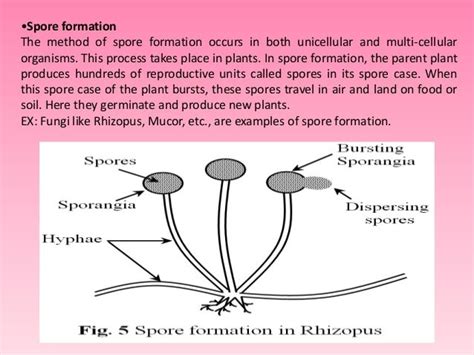 Asexual reproduction in plants