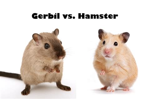 Gerbil vs. Hamster: What's The Difference - Animascorp