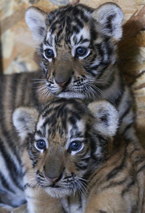 Istanbul’s AslanPark welcomes Bengal tiger cubs | Daily Sabah