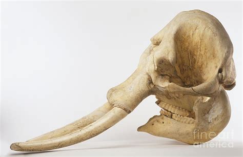 Indian Elephant Skull, Elephas Maximus Photograph by Dave King / Dorling Kindersley