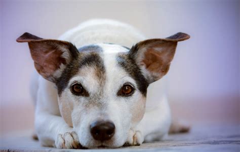 Dog Meaning and Dog Symbolism on Whats-Your-Sign