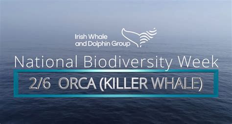 🐬The IWDG are celebrating... - Irish Whale and Dolphin Group