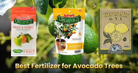 Best Fertilizer for Avocado Trees | Avocado Plant Food - EmbraceGardening